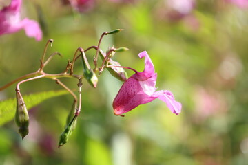 Pink Himalayan balsam flower hanging from a slender pedicel, Impatiens glandulifera © Olga