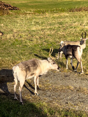 A light-colored reindeer with slender antlers stands on a gravel path beside other reindeer in a sunlit grassy meadow. © Licia.Galli