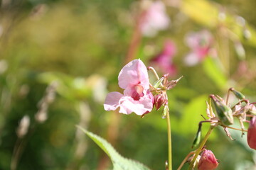 Vibrant pink Himalayan balsam flower, Impatiens glandulifera © Olga