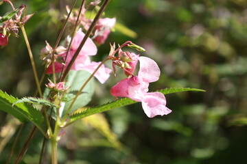 Pink Himalayan balsam flower in full bloom, Impatiens glandulifera © Olga