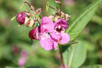 Hanging Himalayan balsam flower with richly colored pink petals, Impatiens glandulifera © Olga
