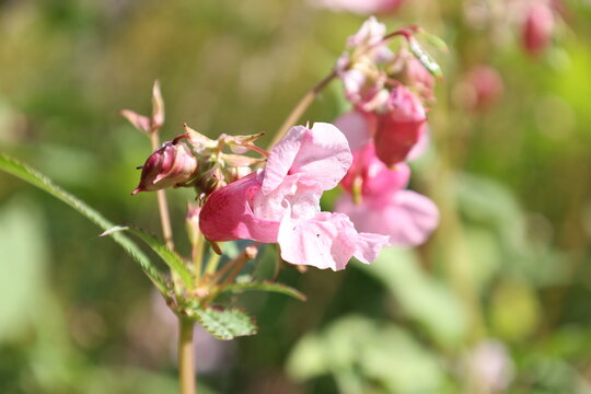 Pink Himalayan balsam flower showing its characteristic hooded shape, Impatiens glandulifera