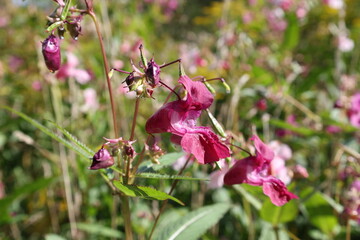 Delicate pink Himalayan balsam blossom viewed from the side, Impatiens glandulifera © Olga