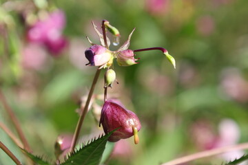 Unopened pink Himalayan balsam flower bud hanging from a slender stem, Impatiens glandulifera © Olga