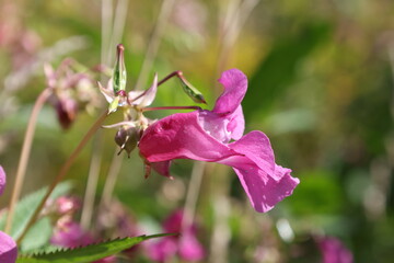 Graceful Himalayan balsam blossom hanging naturally from its stem, Impatiens glandulifera © Olga