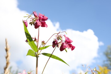 Pink Himalayan balsam flower against a cloudy sky, Impatiens glandulifera © Olga