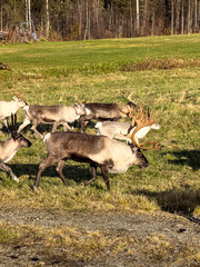 An antlered reindeer walks with a mixed herd across a sunlit rural meadow, surrounded by dry autumn grass and a northern birch forest. © Licia.Galli