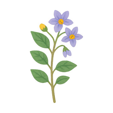 PNG Delicate purple flower illustration