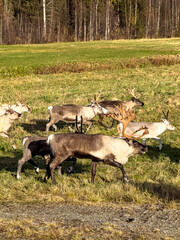 A large reindeer with impressive branching antlers walks among several other reindeer across a sunlit meadow near a birch forest. © Licia.Galli