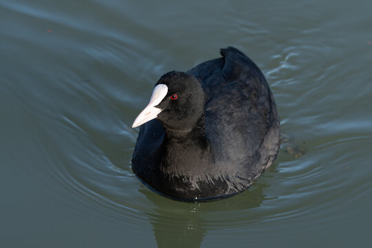 Close up of a eurasian coot swimming peacefully on water surface in soft light for wildlife background