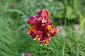 Orange snapdragon flower blooming against a soft green grass background © Olga
