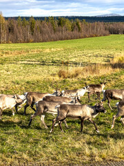 A herd of reindeer with prominent antlers walks across a grassy meadow surrounded by boreal forest, with low mountains visible in the distance. © Licia.Galli