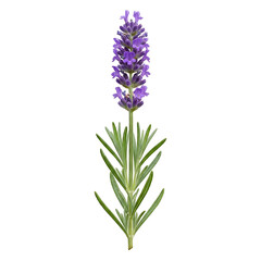 Fototapeta premium Purple lavender flower on green stem