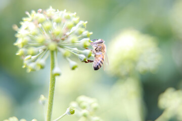 Honey bee foraging for nectar on a blooming common ivy flower bud cluster with shallow depth of field © Patrick