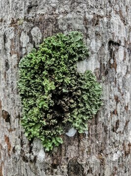 Close-up of green foliose lichen with ruffled leaf-like lobes growing on gray tree bark, natural macro texture in a humid forest