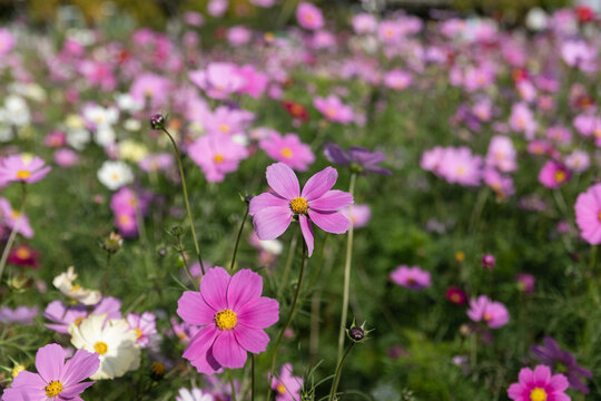 Close up of colorful pink and white cosmos flowers blooming in sunny field for autumn nature background
