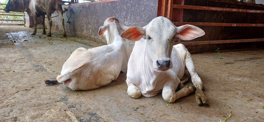 Two young white Indian zebu calves resting inside a dairy farm shelter © Hemanth