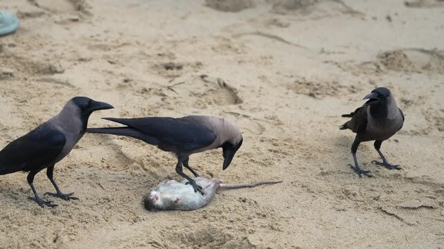 Three house crows gather around a dead rat on sand. One bird pins and pecks at the carcass while the others move nearby, showing natural scavenging and feeding behavior.