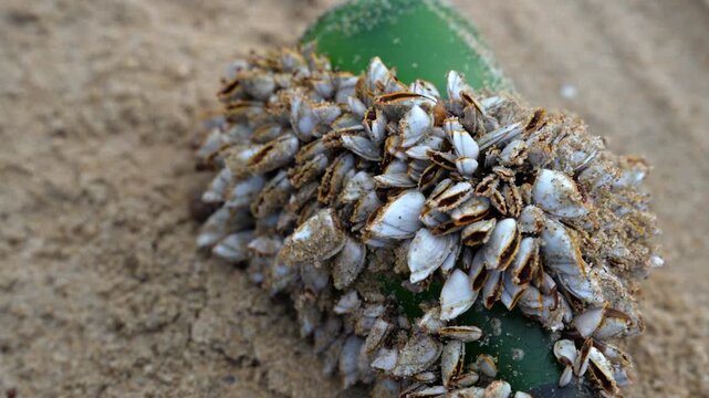 A wider, elevated close view reveals barnacles covering much of a green bottle on a sandy shore. The clustered shells create a detailed view of marine colonization on discarded material.