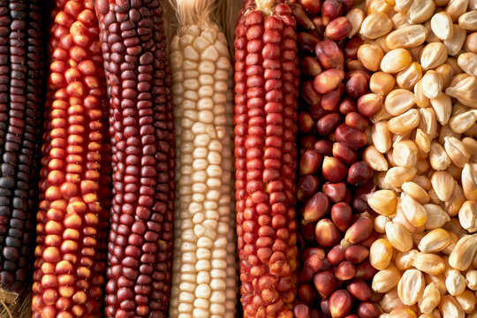 Variety of Andean corn cobs