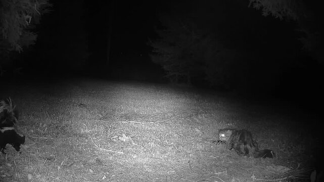 Infrared trail camera footage captures a striped skunk attempting to intimidate a cat at a nighttime feeding spot while the cat remains completely unfazed.