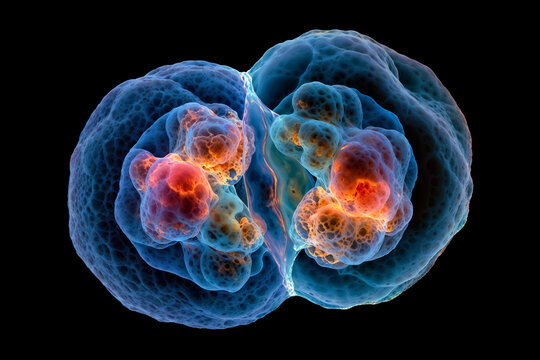 Human Cell Division