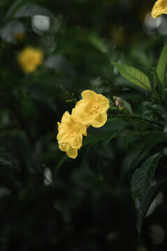 Yellow elder flower or Tecoma stans blooming with water drops on dark green foliage background, vibrant tropical trumpetbush moody nature.