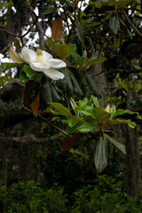 Obraz premium White Magnolia Flower with Green Leaves