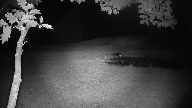 An infrared night-vision camera captures a cat walking across the lawn, unaware of another cat waiting in the darkness before chasing it from the area.
