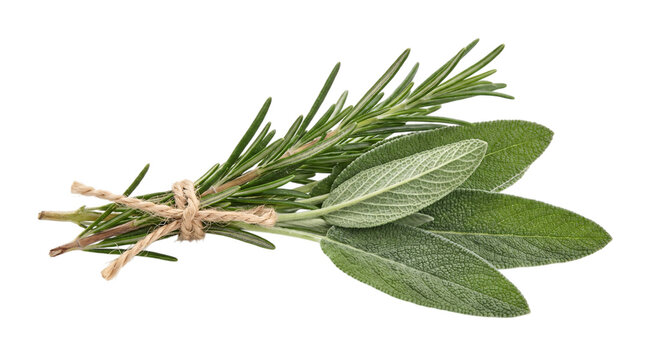 Fresh rosemary and sage sprigs tied with isolated on transparent background