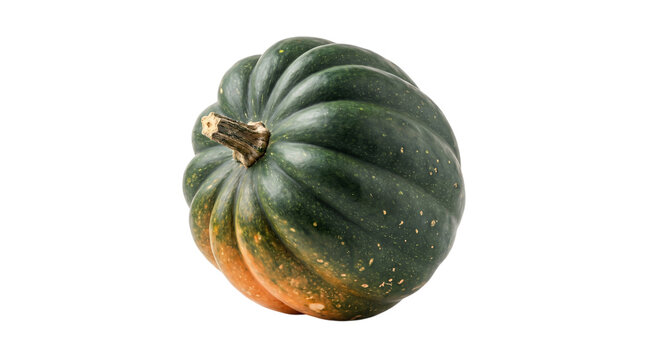 Green acorn squash with orange undertones on isolated on transparent background