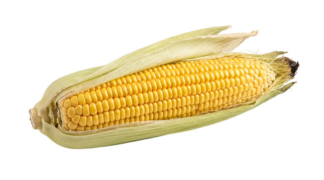 Ripe yellow corn cob with green husk isolated on transparent background