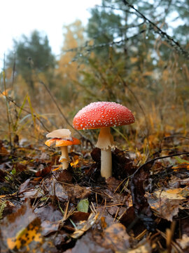Beautiful autumn nature background. amanita muscaria mushrooms in autumn forest. Fly agaric, wild poisonous red mushrooms grow in fallen leaves. fall season. harvest fungi concept