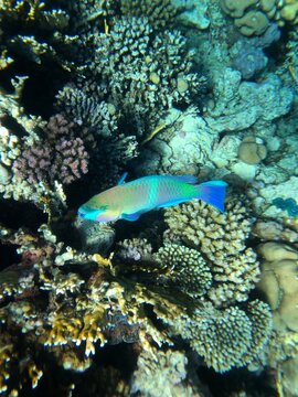 Colorful parrotfish swimming over coral reef in the Red Sea