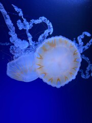 Two Pacific sea nettle jellyfish in deep blue water with copy space below © Yana