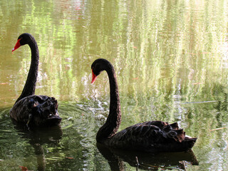black swans on the lake © Starlit