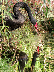 black swan on a pond © Starlit