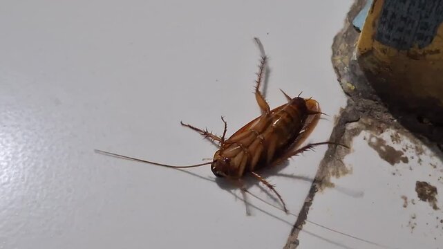 Close-up of an overturned, still-living cockroach.