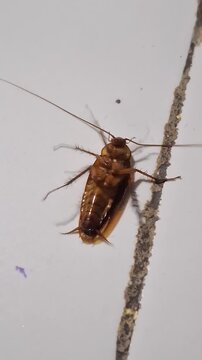 Vertical close-up video of an overturned, still-alive cockroach.