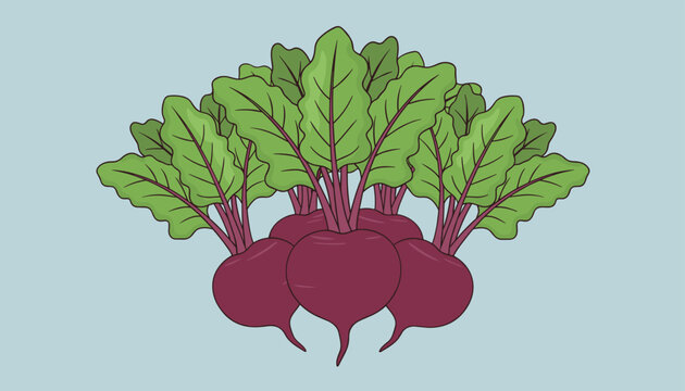 Cluster of fresh purple beetroots with vibrant green leaves and stems arranged together on a light blue background.