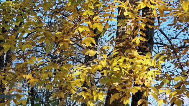 Golden juglans mandshurica leaves on branches against dark trunks and blue sky in autumn sunlight.