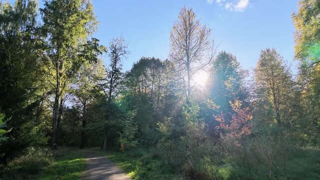 Sun shines through tall autumn trees above a meadow and a footpath in a park.