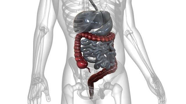 Human Digestive System Large Intestine Anatomy Animation Concept