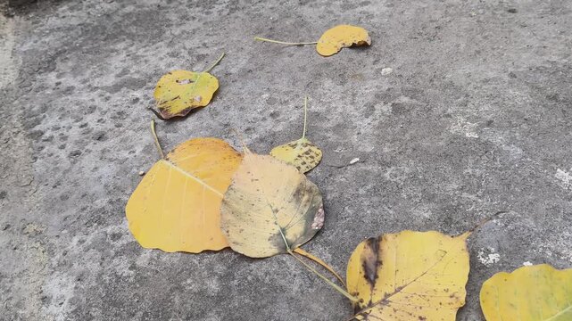 Autumn Fallen leaves on the ground . Autumn season falling dry leaf.
