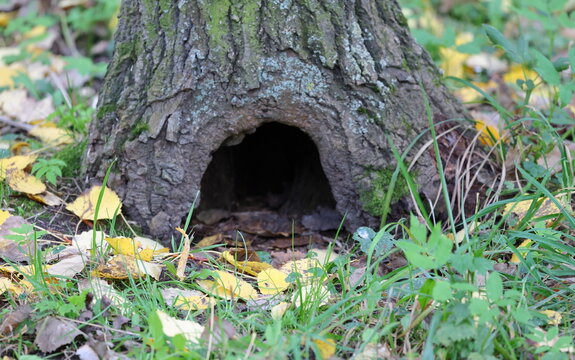 The rodent&rsquo;s burrow is at the base of the tree, close to the ground, with grass strewn with yellow leaves