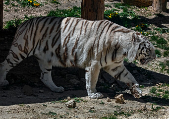 Obraz premium White tiger walking near the pond. Latin name -Panthera tigris tigris, var. alba