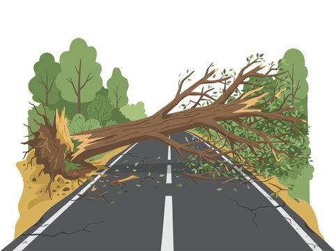 Fallen Tree Blocking a Rural Road after Storm
