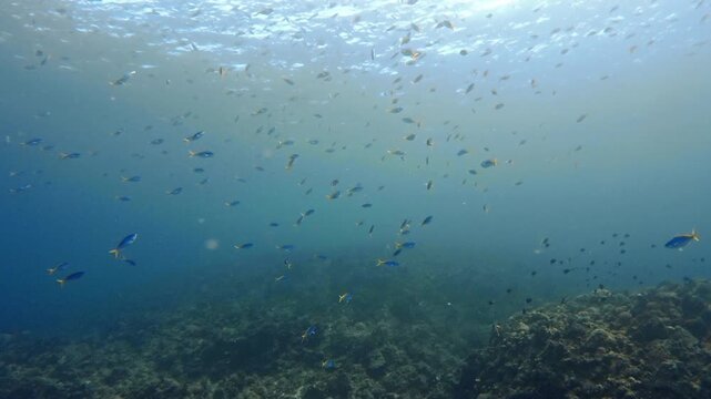 School of Yellow and Blueback Fusiliers Swimming in the Clear Sea of Kerama Islands, Okinawa