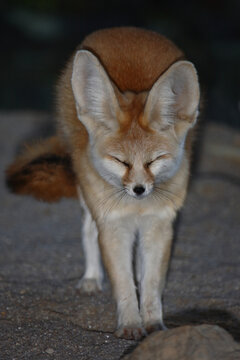 Fennek oder W&uuml;stenfuchs / Fennec fox / Vulpes zerda - Fennecus zerda
