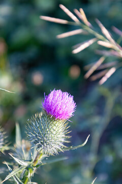 Purple thistle flower in bloom against green bokeh background